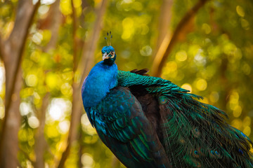 Fototapeta premium Peacock's rattan show tail and colorful feathers in a tranquil grove
