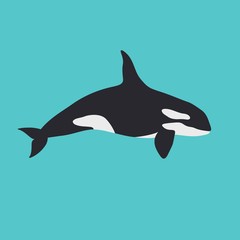 Vector whale killer in water. Flat orca swim. Simple illustration.