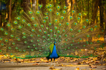 Peacock's rattan show tail and colorful feathers in a tranquil grove