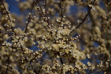 Blumen und Blüten im Frühling