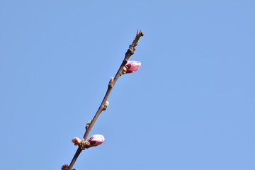 magnolia flower bud on the sky