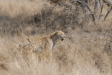 Leopard on the hunt in savannah in Kruger National park, South Africa ; Specie Panthera pardus...