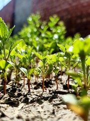 young green plant