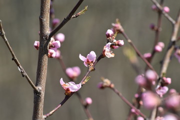 pink magnolia flower