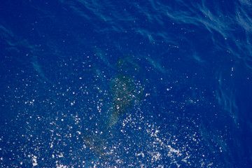 dolphins jump out of the water in front of the ship