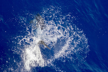 dolphins jump out of the water in front of the ship