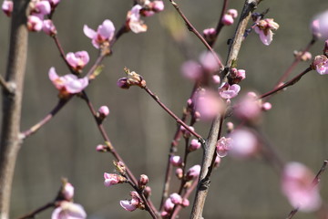 pink magnolia blossom