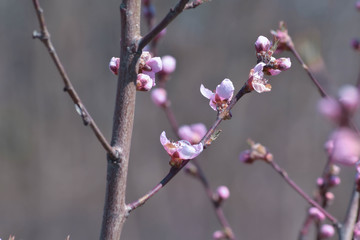 buds of a magnolia