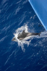 Obraz premium dolphins jump out of the water in front of the ship