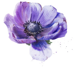 Hand painted watercolor anemone, isolated on white background
