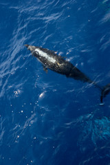 Obraz premium dolphins jump out of the water in front of the ship