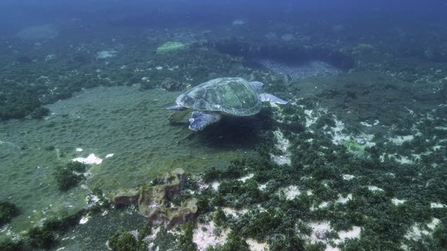 Scuba diving in South Africa at Aliwal Shoal, subject Green Turtle