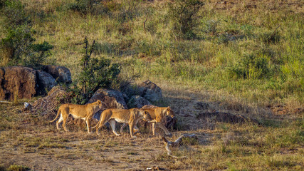Three African lioness on the move in Kruger National park, South Africa ; Specie Panthera leo...