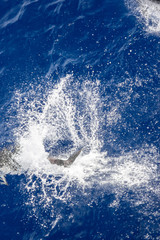 dolphins jump out of the water in front of the ship