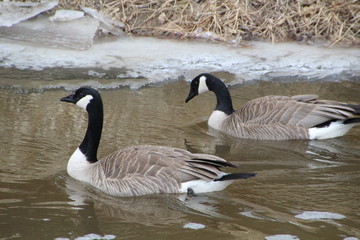 Geese On The Creek, Whitemud Park, Edmonton, Alberta