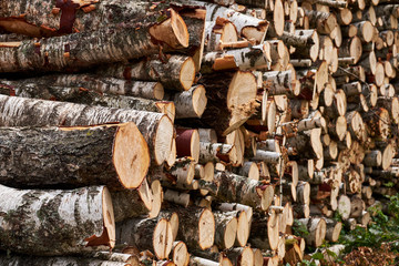 Wood storage in the forest