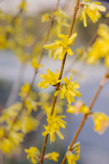 Yellow blooming Forsythia flowers twig close up.