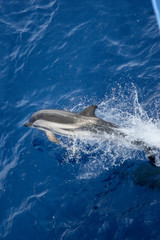 Fototapeta premium dolphins jump out of the water in front of the ship