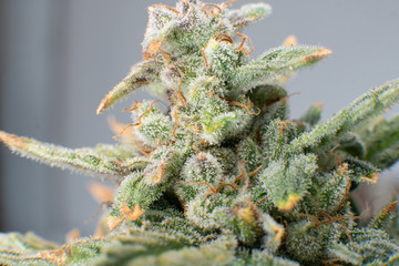 Macro trichomes of cannabis. Sativa CBD THC in Pot. Fresh green weed In details.