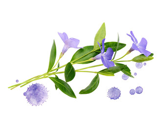 Periwinkle flowers and paint drops