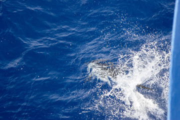 Fototapeta na wymiar dolphins jump out of the water in front of the ship