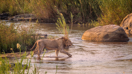 African lion male crossing a river in Kruger National park, South Africa ; Specie Panthera leo family of Felidae