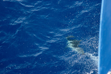 dolphins jump out of the water in front of the ship