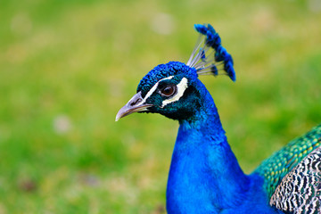 The royal beauty of the jungle. Peacock bird. Peacock or male peafowl with extravagant plumage....