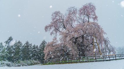満開の戸津辺の桜と雪