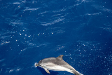 Obraz premium dolphins jump out of the water in front of the ship
