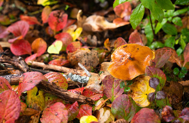 Autumn jewelry