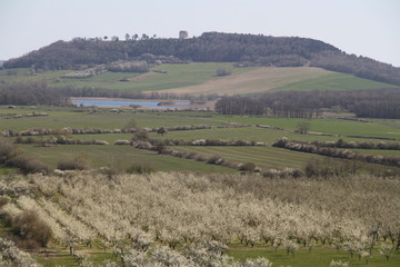 Fototapeta premium Mirabelle plums orchard flowering trees during springtime