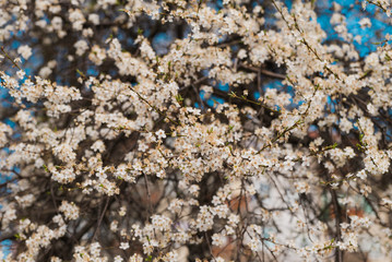 Spring blooming flowers of trees in Orchard, food industry