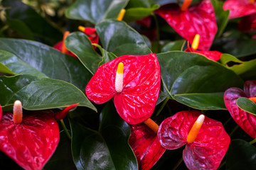 Red Anthurium flowers