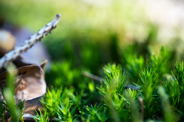 Makroaufnahme Wald-Moos