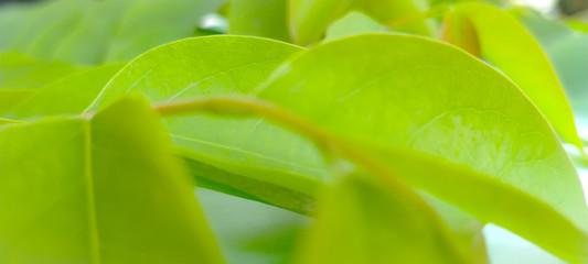 close up of leaf