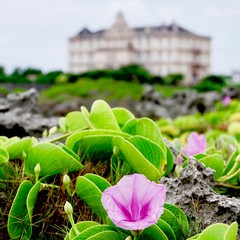 Seaside Morning Glory on Miyako Island, Okinawa, Japan.