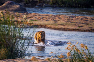 African lion male crossing a river front view in Kruger National park, South Africa ; Specie...