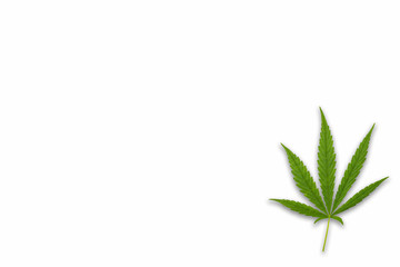 cannabis leaf isolated on white background