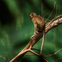 Macaque sitting on a dead branch resting - in front for blurred jungle background