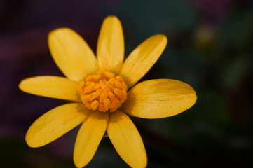 Naklejka premium yellow flower closeup