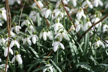 Obraz premium Blume