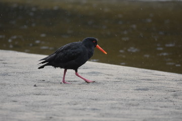 oystercatcher on beach