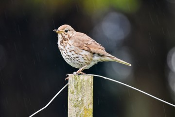 Song Thrush