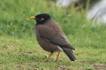 Common Myna