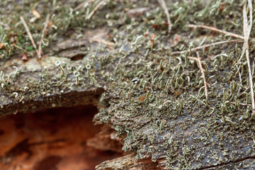 lichen, branch, field, summer, scandinavia, nordic, wetland, light, garden, macro, outdoor, wet, moss, texture, textured, pattern, mossy, environment, growth, surface, flora, fresh, plant, background,