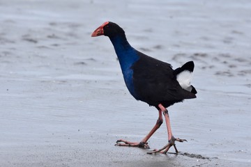 Pukeko on the beach