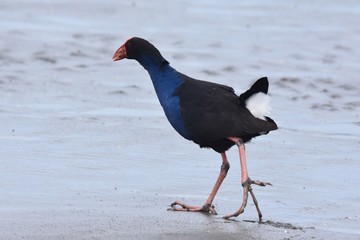 Pukeko on the beach