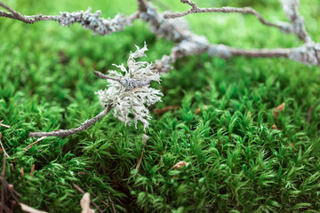 lichen, branch, field, summer, scandinavia, nordic, wetland, light, garden, macro, outdoor, wet, moss, texture, textured, pattern, mossy, environment, growth, surface, flora, fresh, plant, background,
