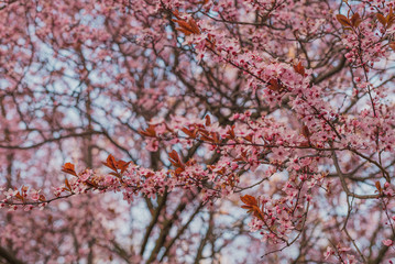 Beautiful trees with Pink Flowers, Blooming Branches full of pink Flowers.